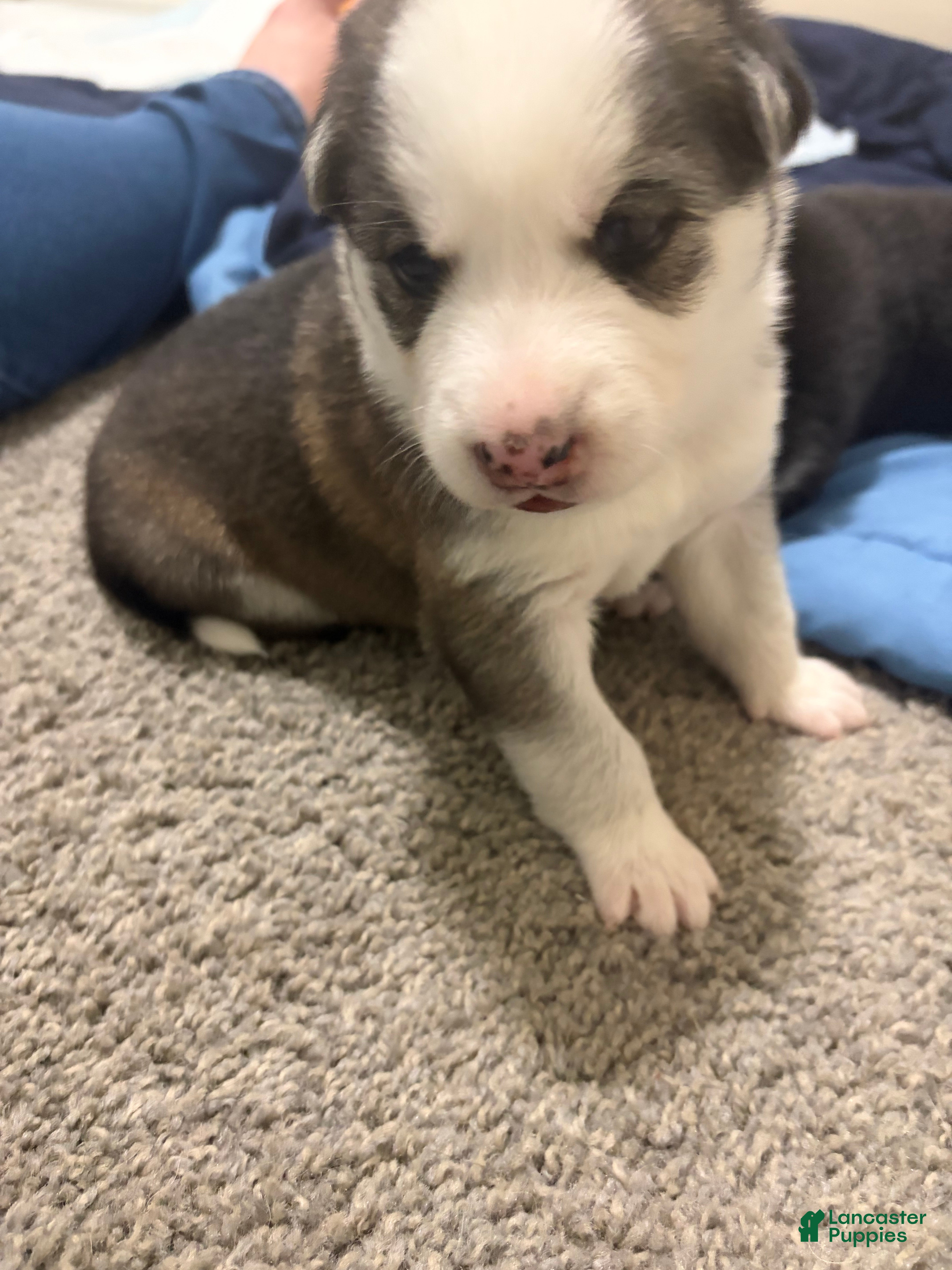 Mixed Breed dogs Lydia - Ad 41