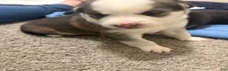 Mixed Breed dogs for sale: Lydia - Ad 1