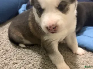 Mixed Breed dogs Lydia - Ad 41