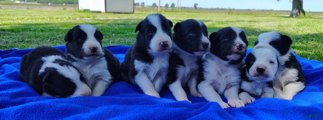 Border Collie dogs for sale: Denver - Ad 2