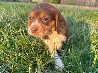 Beagle dogs Hank - Ad 34