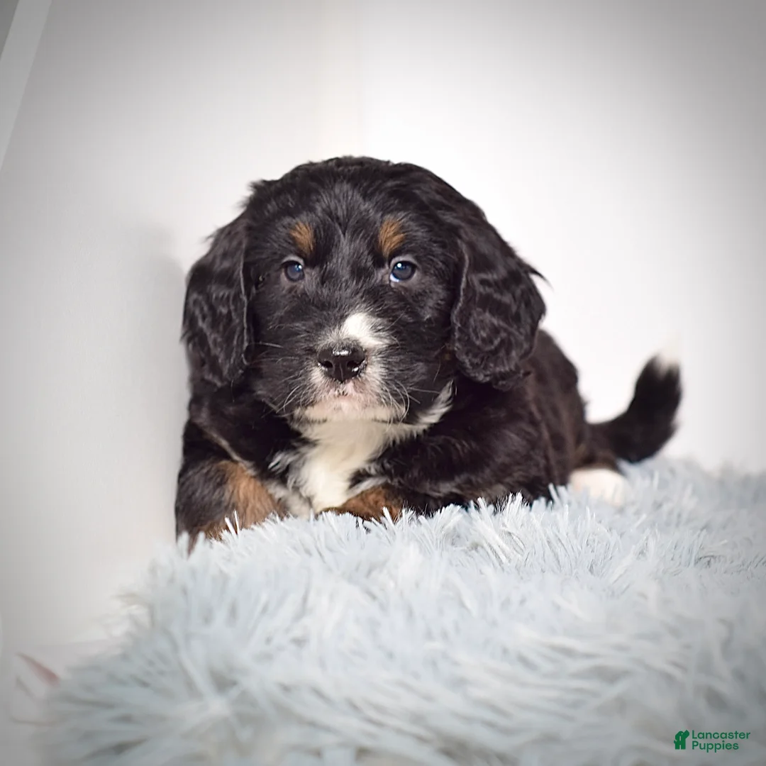 Bernedoodle dogs for sale: Mr.  Virgil - Ad 5