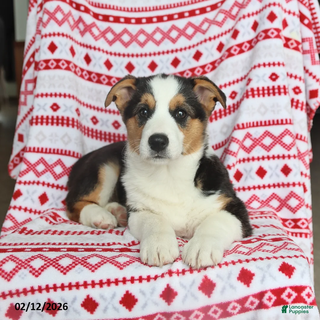 Welsh Corgi Pembroke dogs for sale: Irene - Ad 3