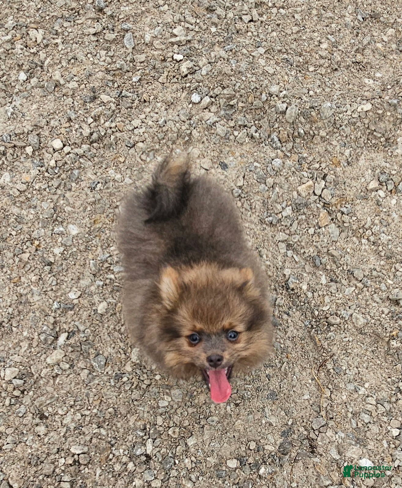Pomeranian dogs Toby - Ad 1
