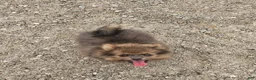 Pomeranian dogs for sale: Toby - Ad 1