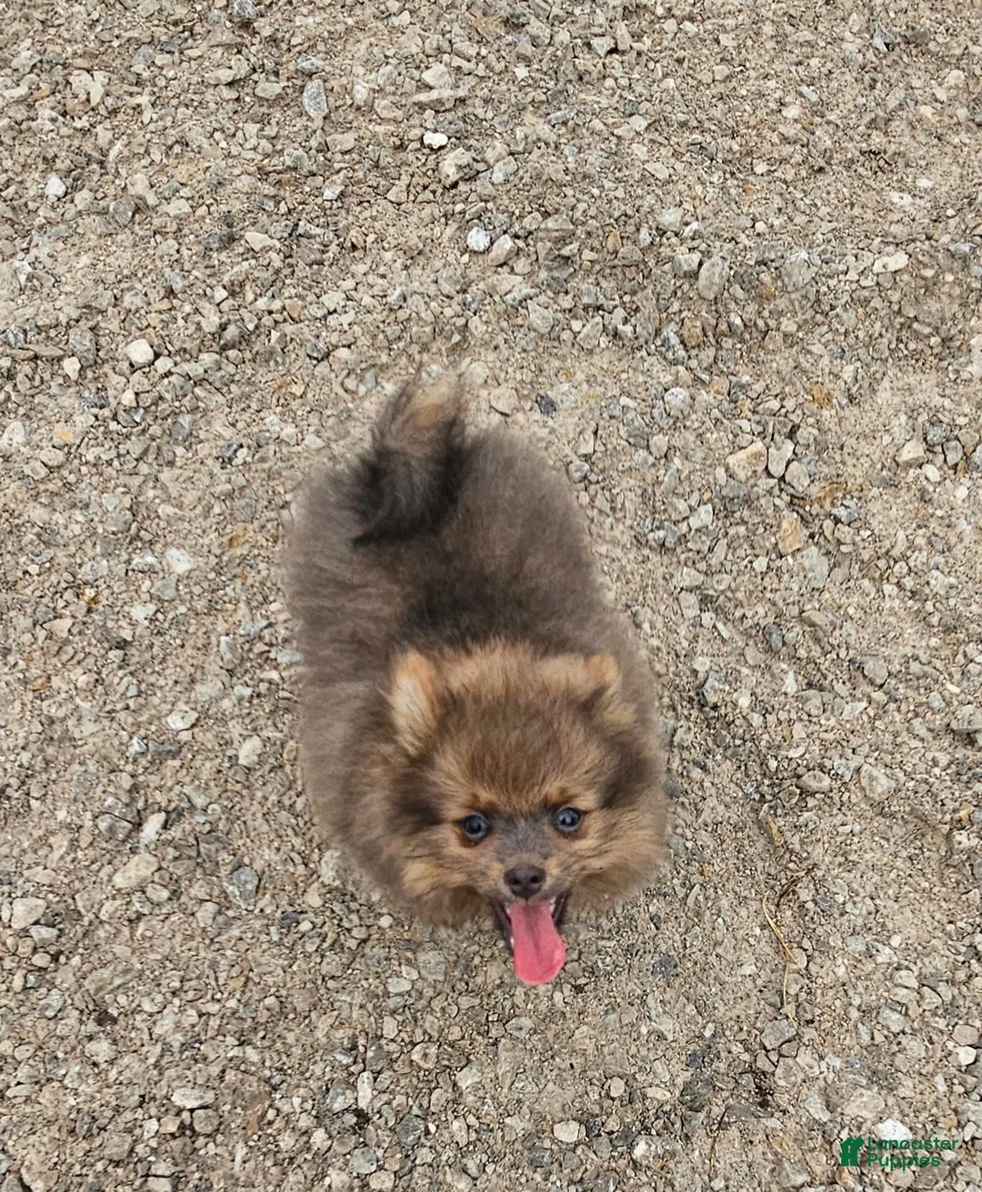 Pomeranian dogs for sale: Toby - Ad 1
