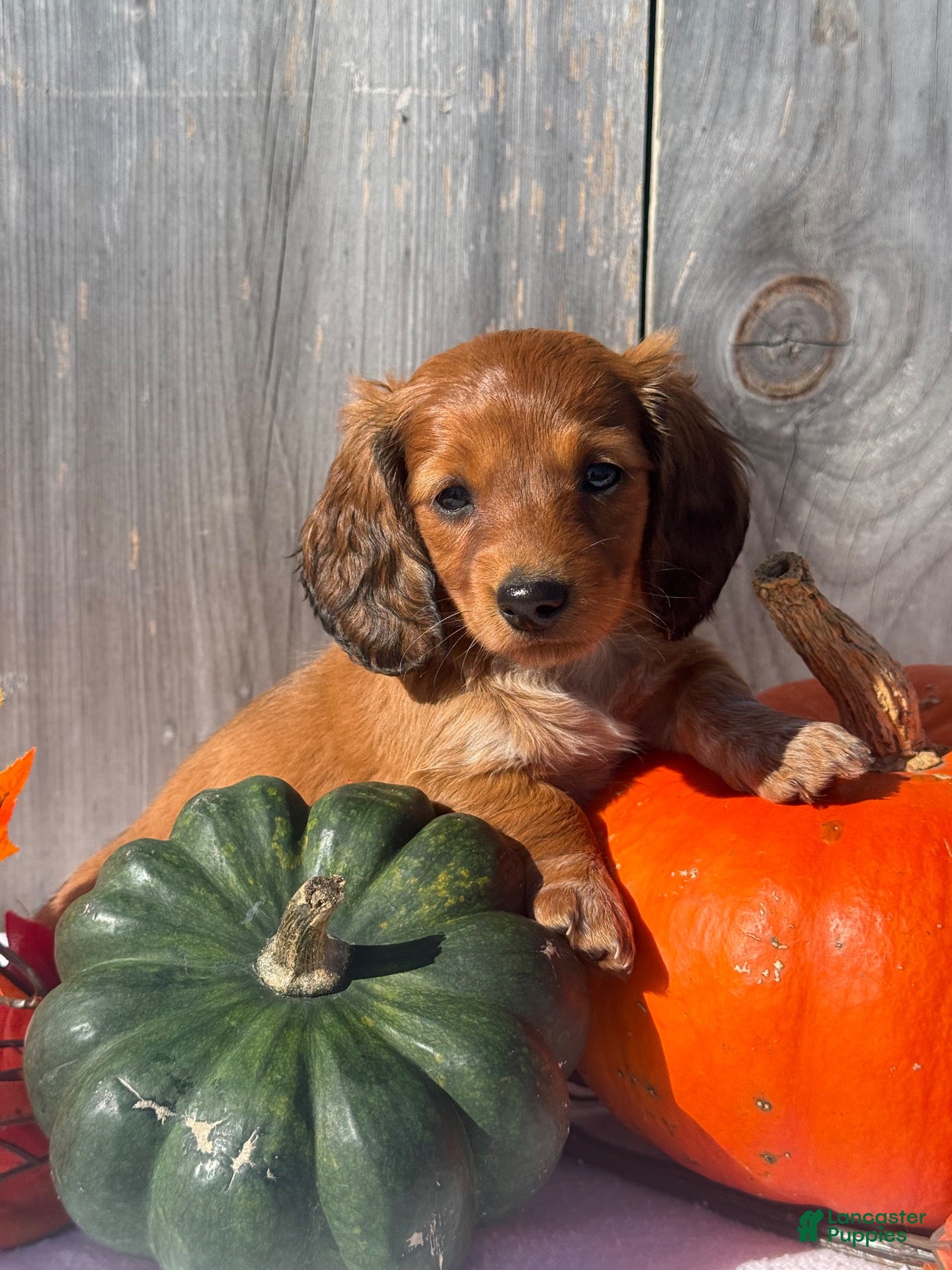 Miniature Dachshund dogs for sale: Autumn - Ad 1