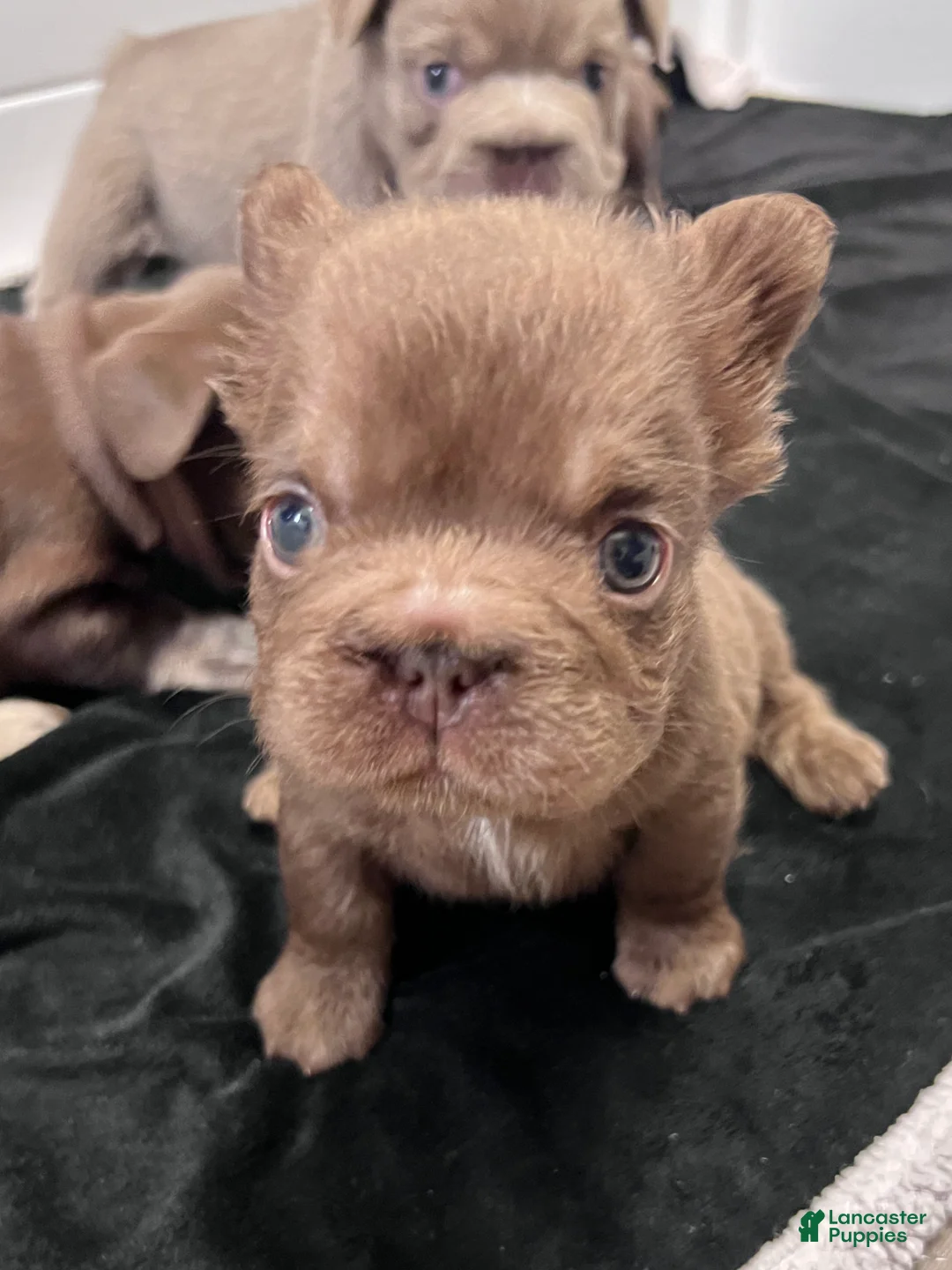 French Bulldog dogs for sale: Oakley - Mini Fluffy - Ad 3