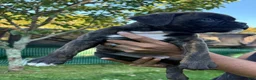 Boxer dogs for sale: Colonia - Ad 12
