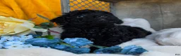 Toy Poodle dogs for sale: Blackie - Ad 7