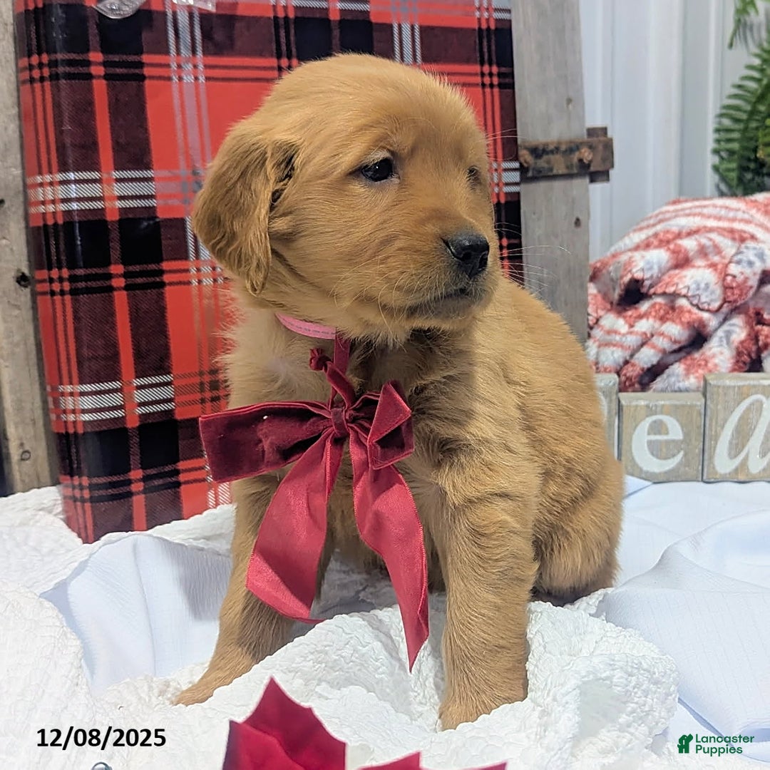 Golden Retriever dogs for sale: Twinkle - Ad 4