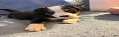 Mixed Breed Puppy 4