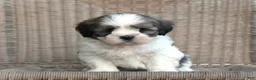 Lhasa Apso dogs for sale: Tyrell - Ad 5