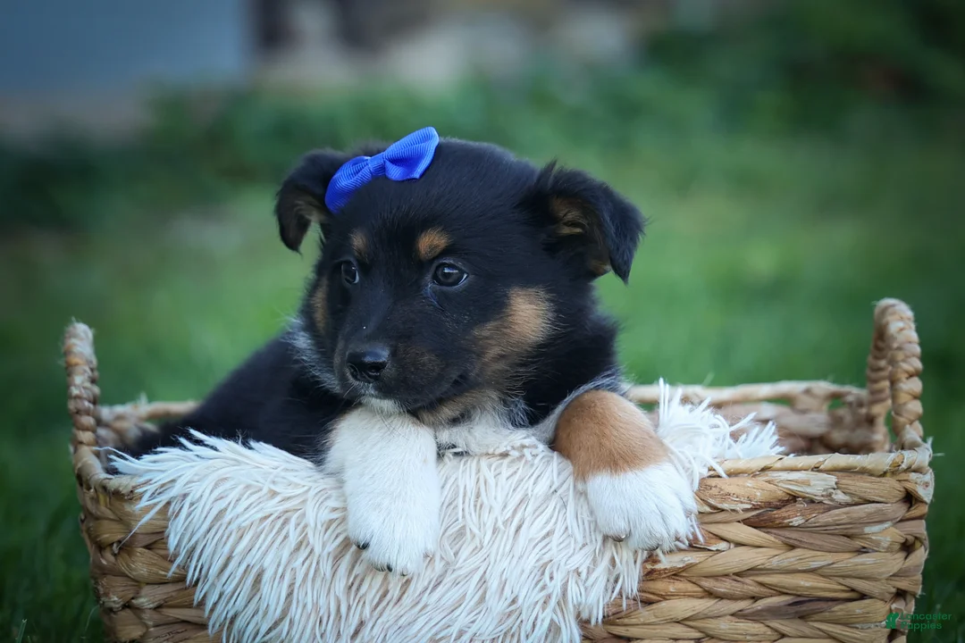 Mini Aussiedoodle dogs for sale: Langston🐾 - Ad 2