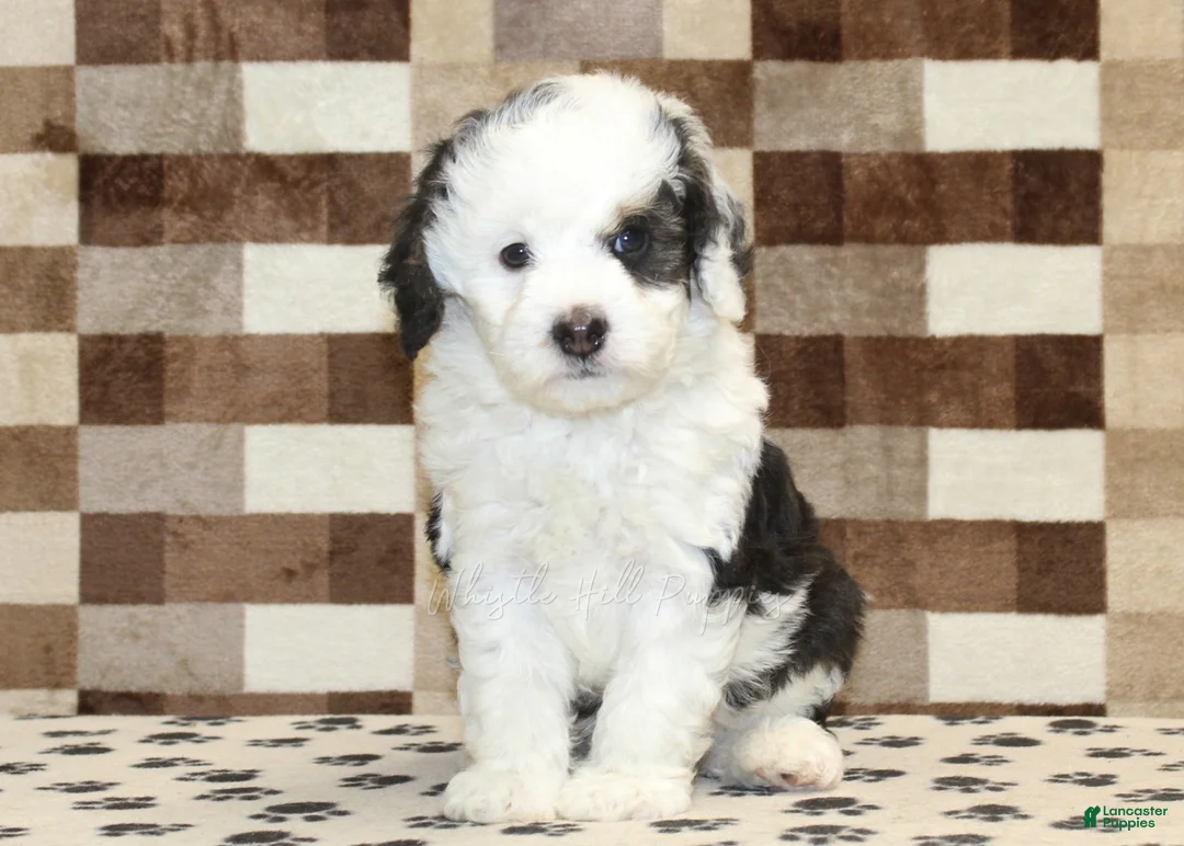 Mini Bernedoodle dogs for sale: Luke - Ad 3