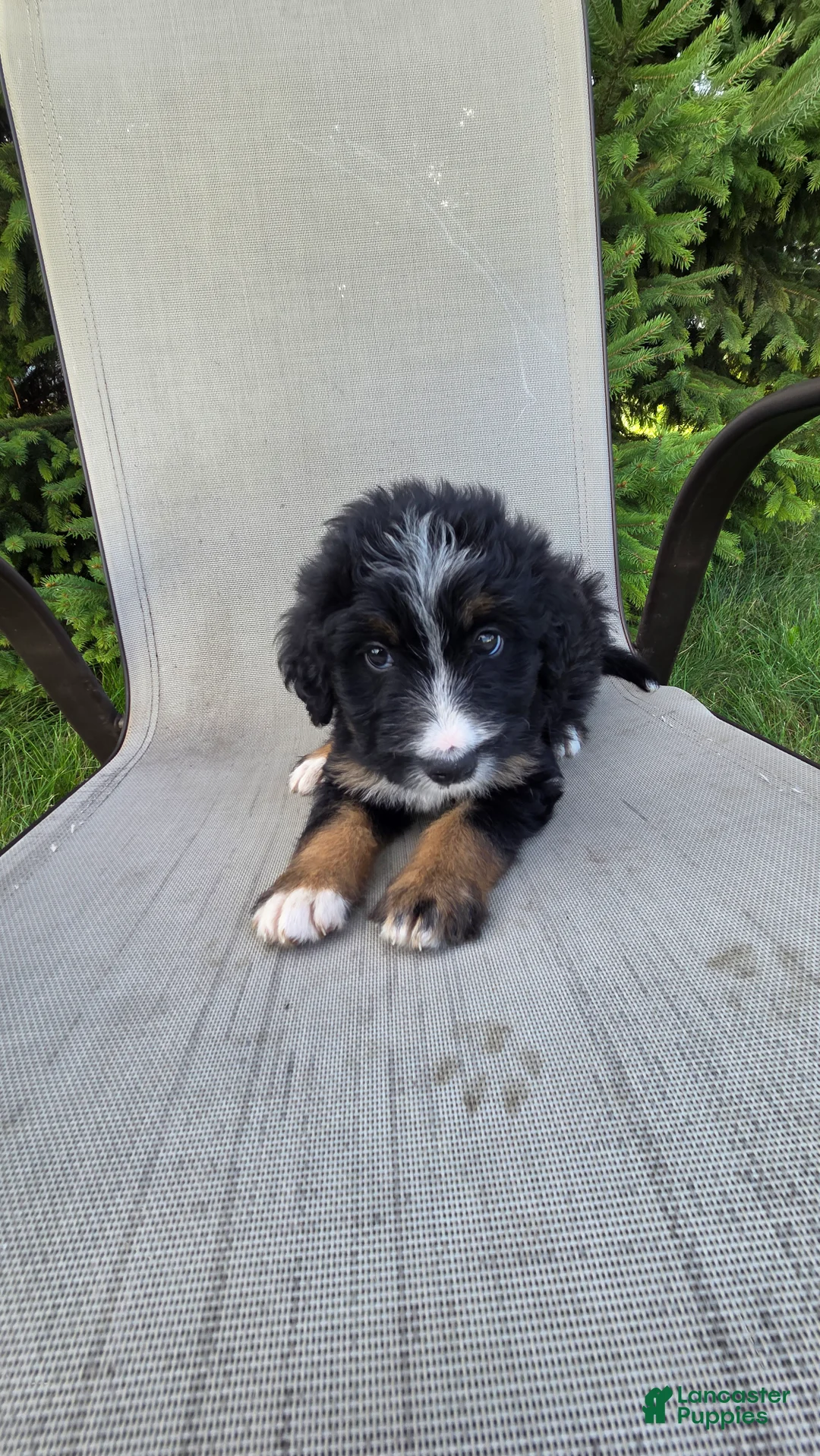 Bernedoodle dogs for sale: Bernedoodle Purple - Ad 7