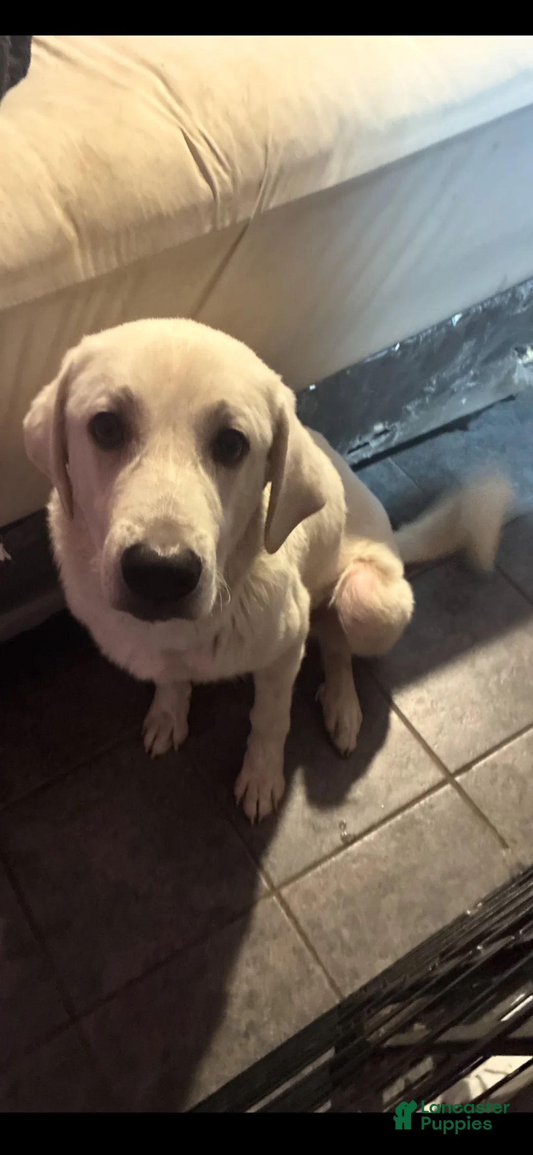 Akbash Dog dogs for sale: Akbash Dog 1 - Ad 2
