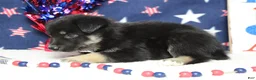 Mixed Breed dogs for sale: Bergamont  - Ad 7