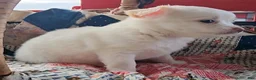 Chihuahua dogs for sale: Chihuahua 1 - Ad 3