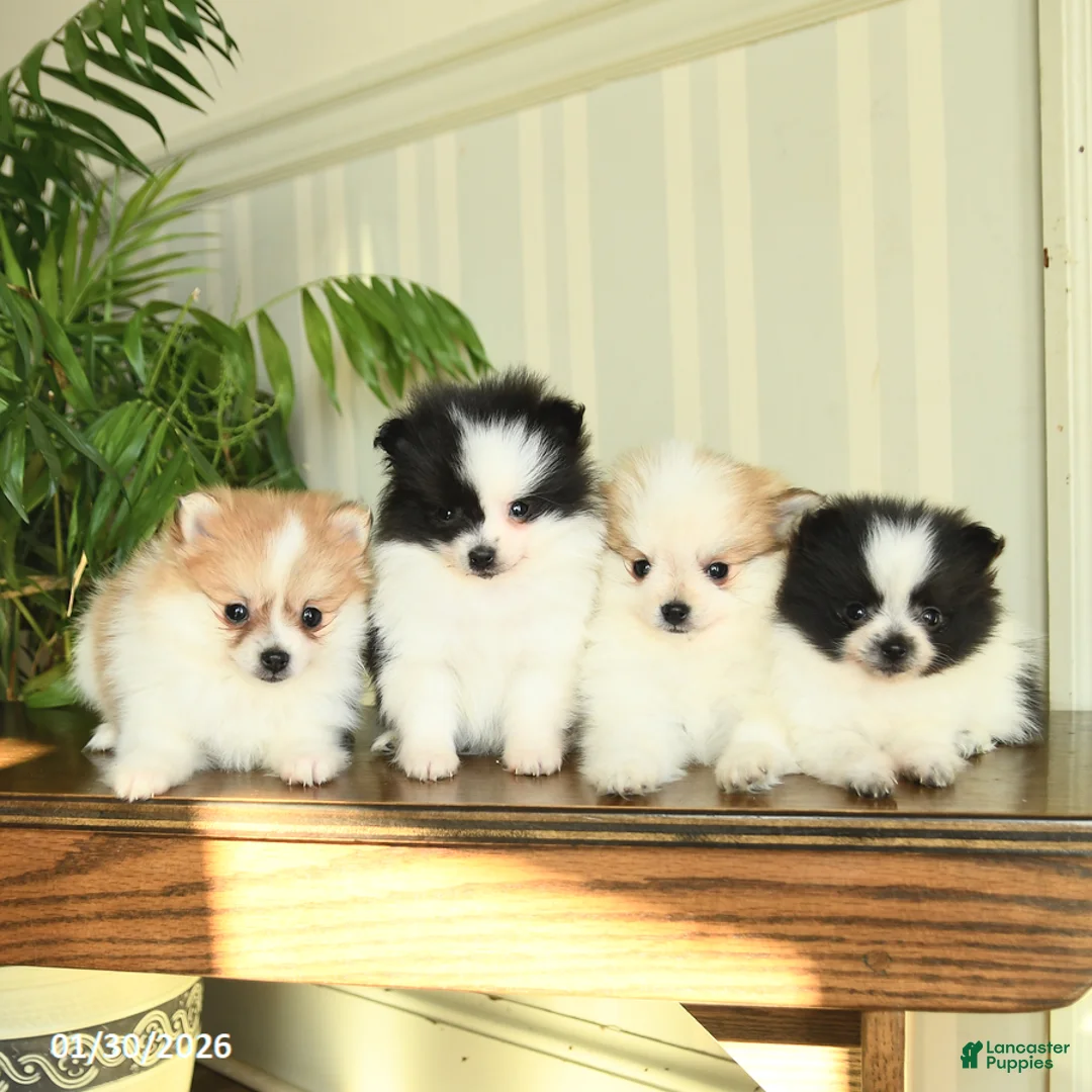 Pomeranian dogs for sale: Cassie   - Ad 2