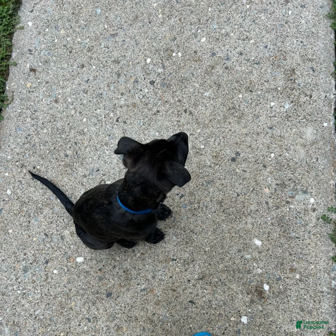 American Pit Bull Terrier dogs for sale: Finn - Ad 5