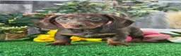 Dachshund dogs for sale: Duke - Ad 3