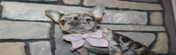 French Bulldog dogs for sale: AKC Zoe - Ad 9