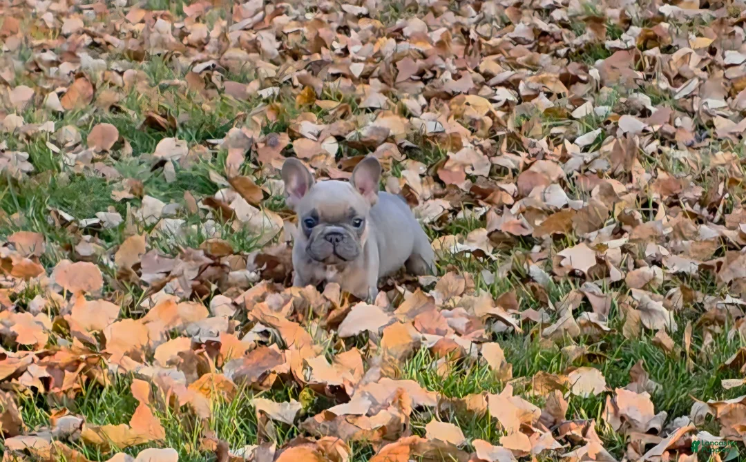 French Bulldog dogs for sale: Walter  - Ad 2