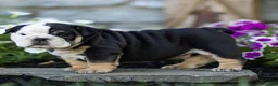 English Bulldog dogs for sale: Bruno English Bulldog  - Ad 3