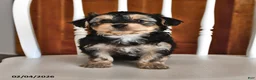 Morkie dogs for sale: Buddy - Ad 3