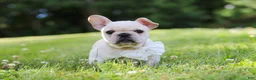 French Bulldog dogs for sale: Allie - Ad 3