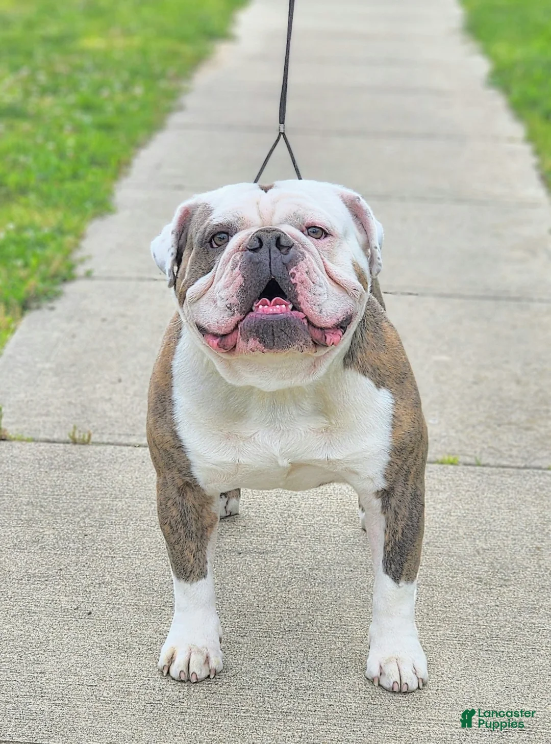 Olde English Bulldogge dogs for sale: Astrid - Ad 6