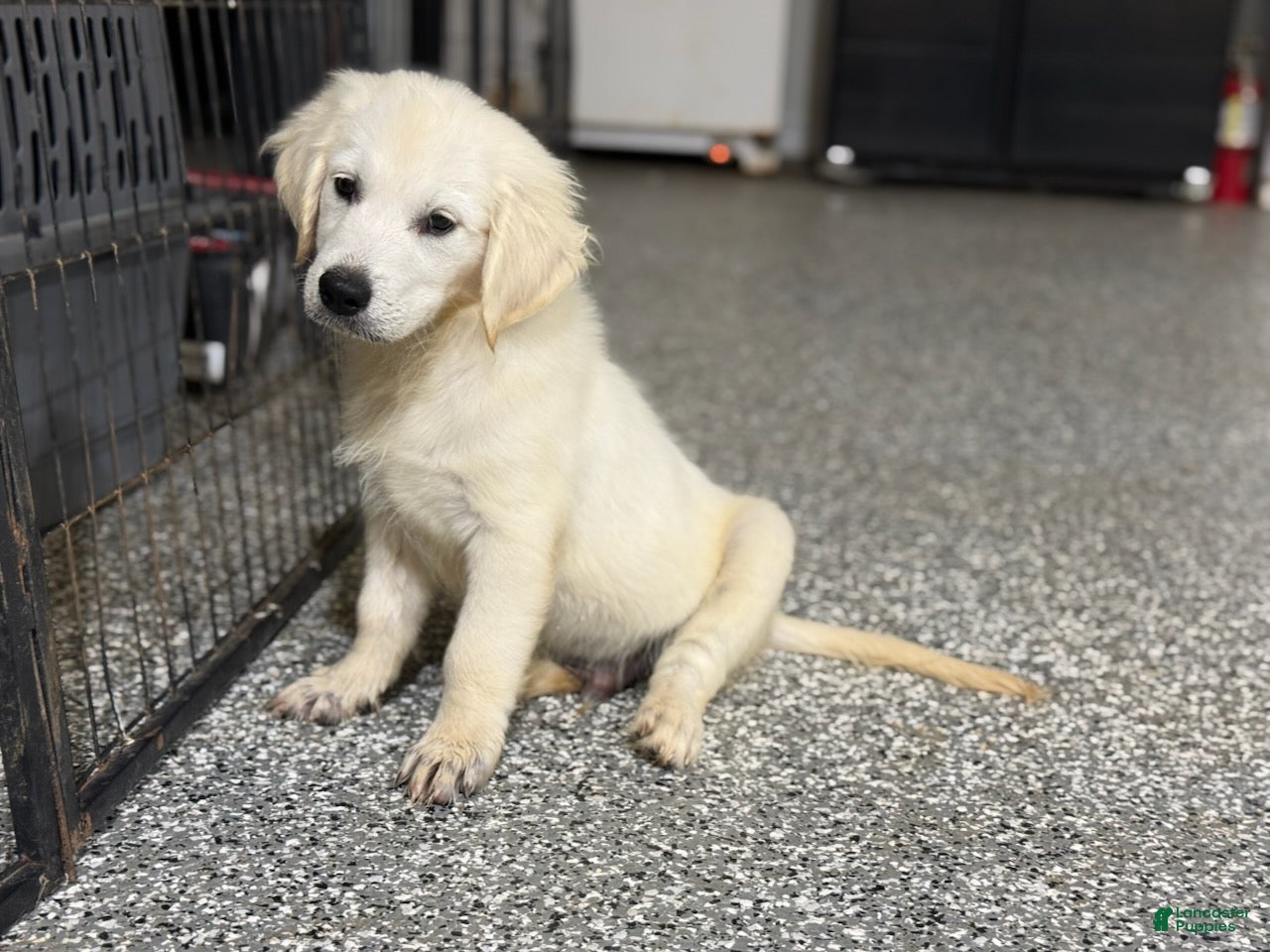 Golden Retriever dogs  Bear - Ad 1