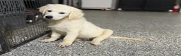 Golden Retriever dogs for sale:  Bear - Ad 1