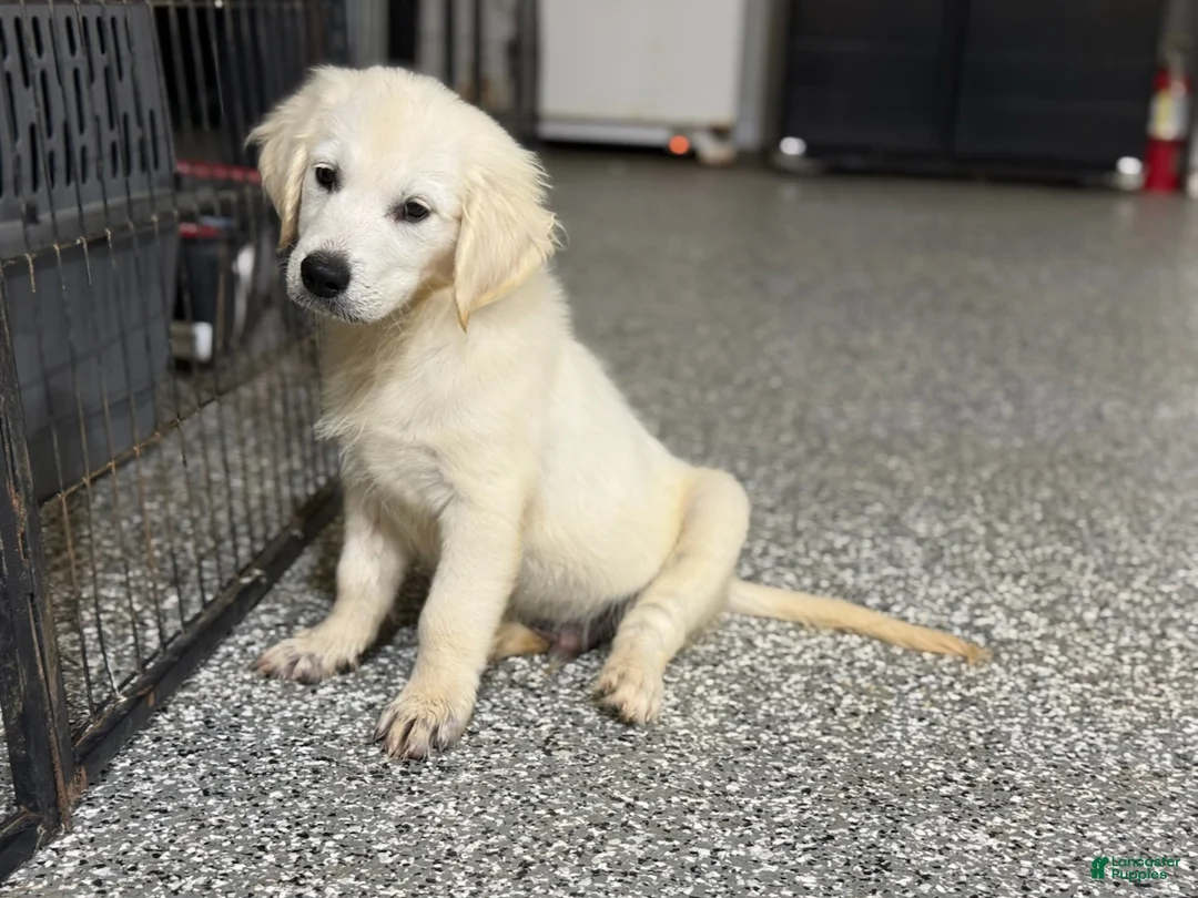 Golden Retriever dogs for sale:  Bear - Ad 1