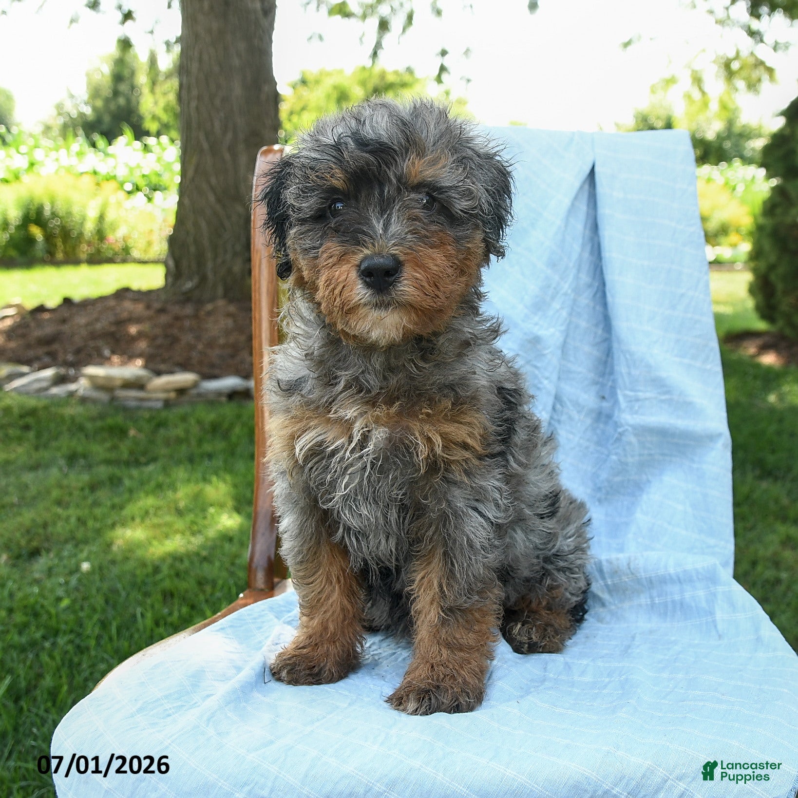 Mini Bernedoodle dogs Regan - Ad 2