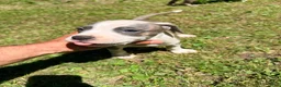American Pit Bull Terrier dogs for sale: American Pit Bull Terrier 2 - Ad 2