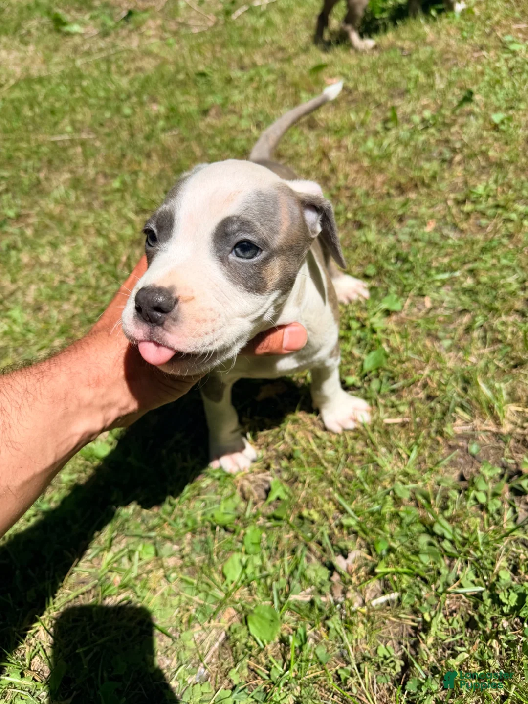 American Pit Bull Terrier dogs for sale: American Pit Bull Terrier 2 - Ad 2