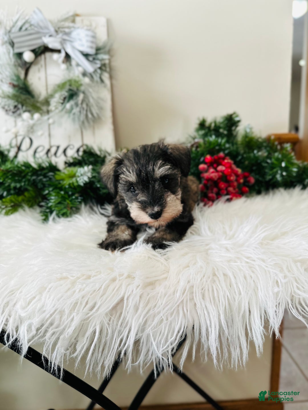 Miniature Schnauzer dogs for sale: Lyla - Ad 11