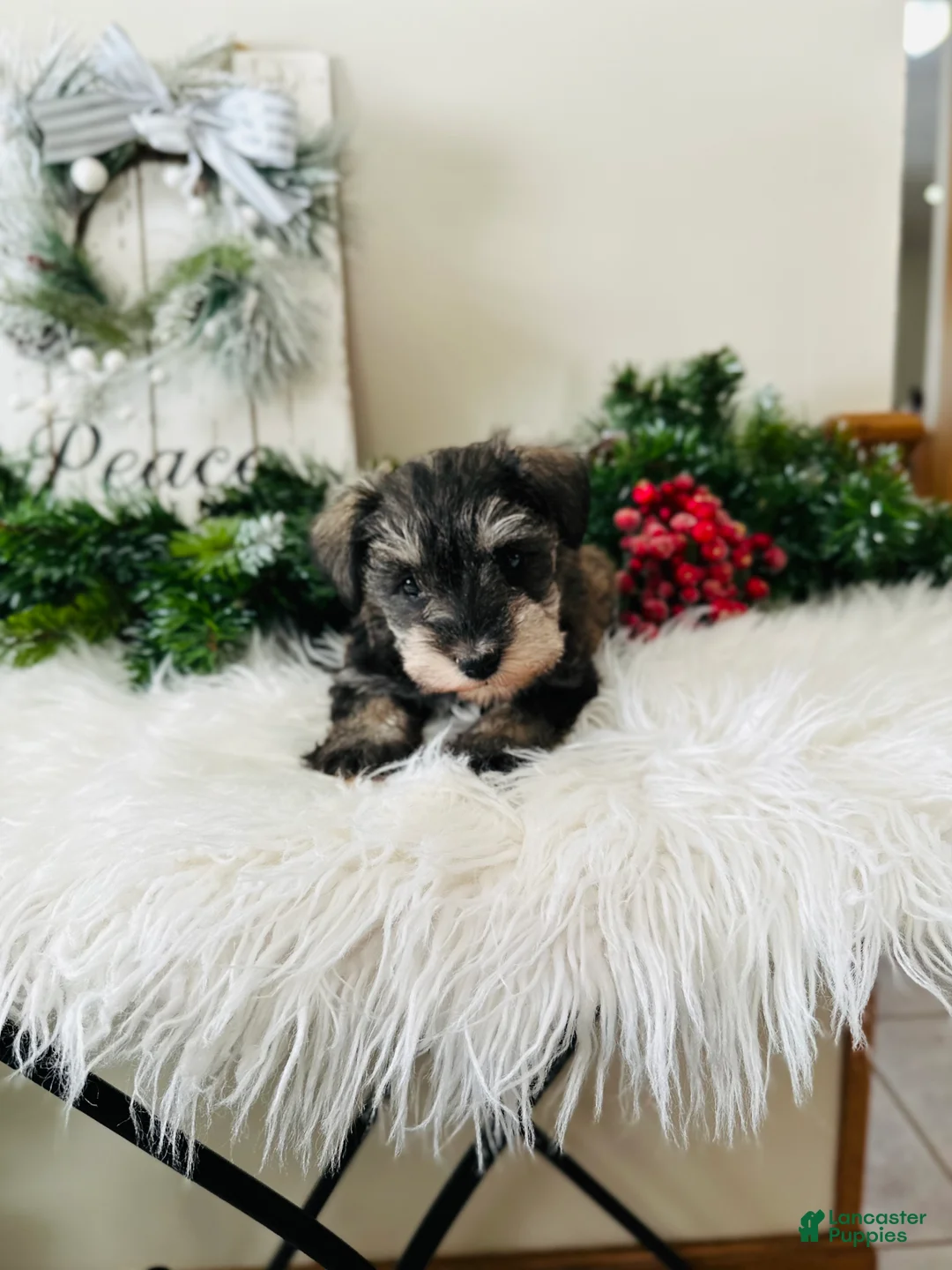 Miniature Schnauzer dogs for sale: Lyla - Ad 11