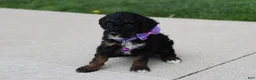 Miniature Poodle dogs for sale: Amber  - Ad 8