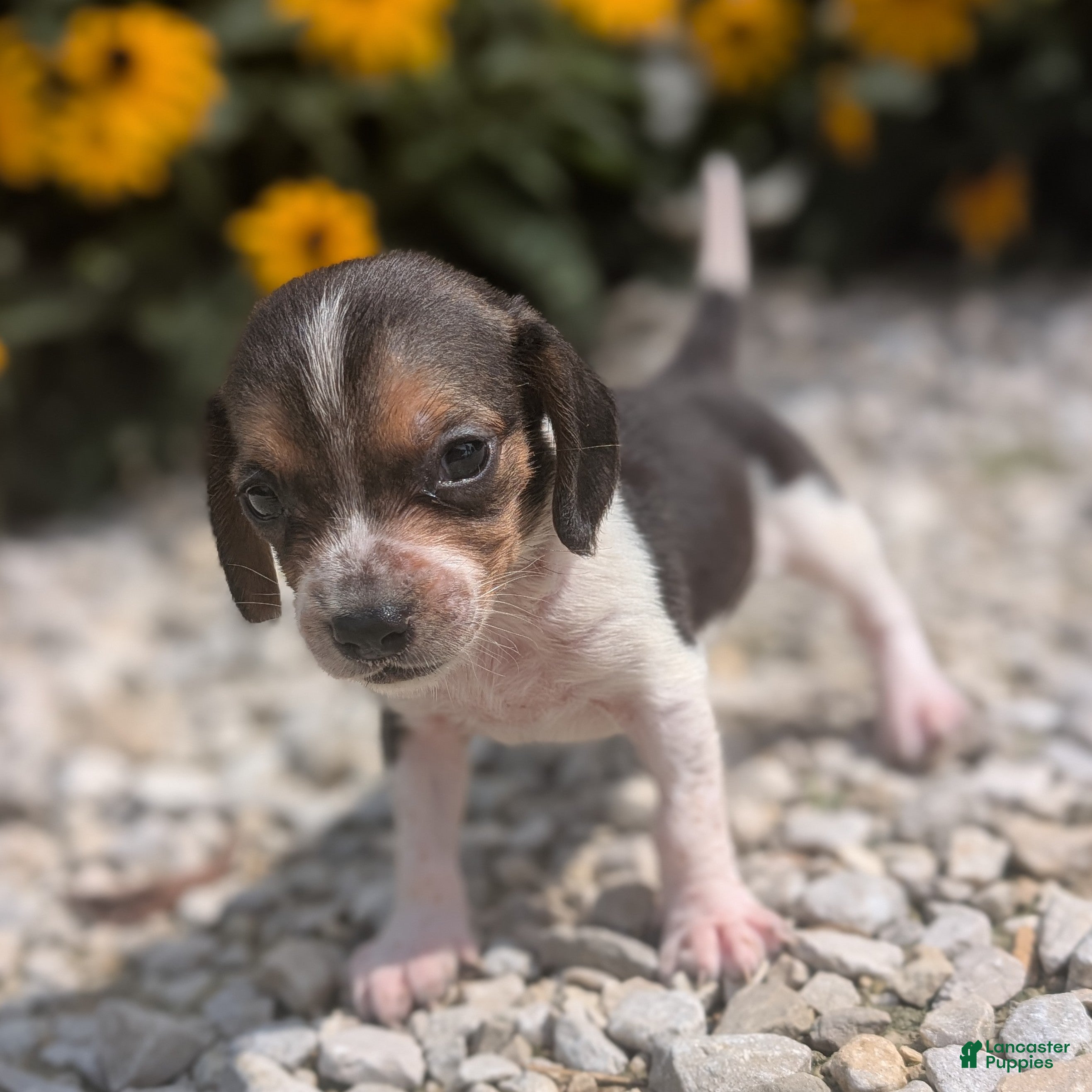 Beagle dogs Ham - Ad 16