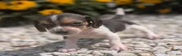Beagle dogs for sale: Ham - Ad 1