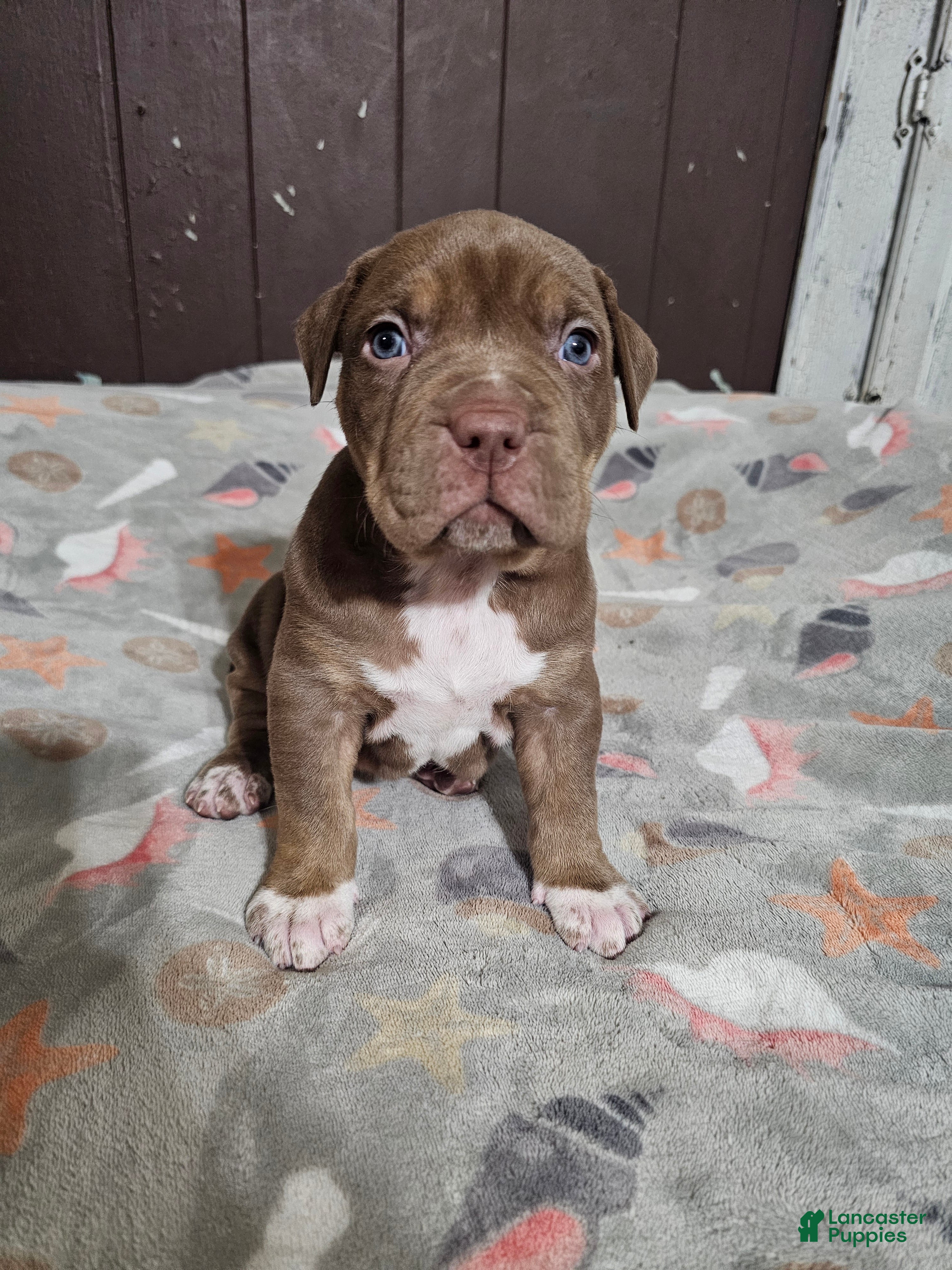 American Bully dogs Chocolate Tri Male - Ad 2