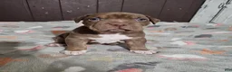 American Bully dogs for sale: Chocolate Tri Male - Ad 2
