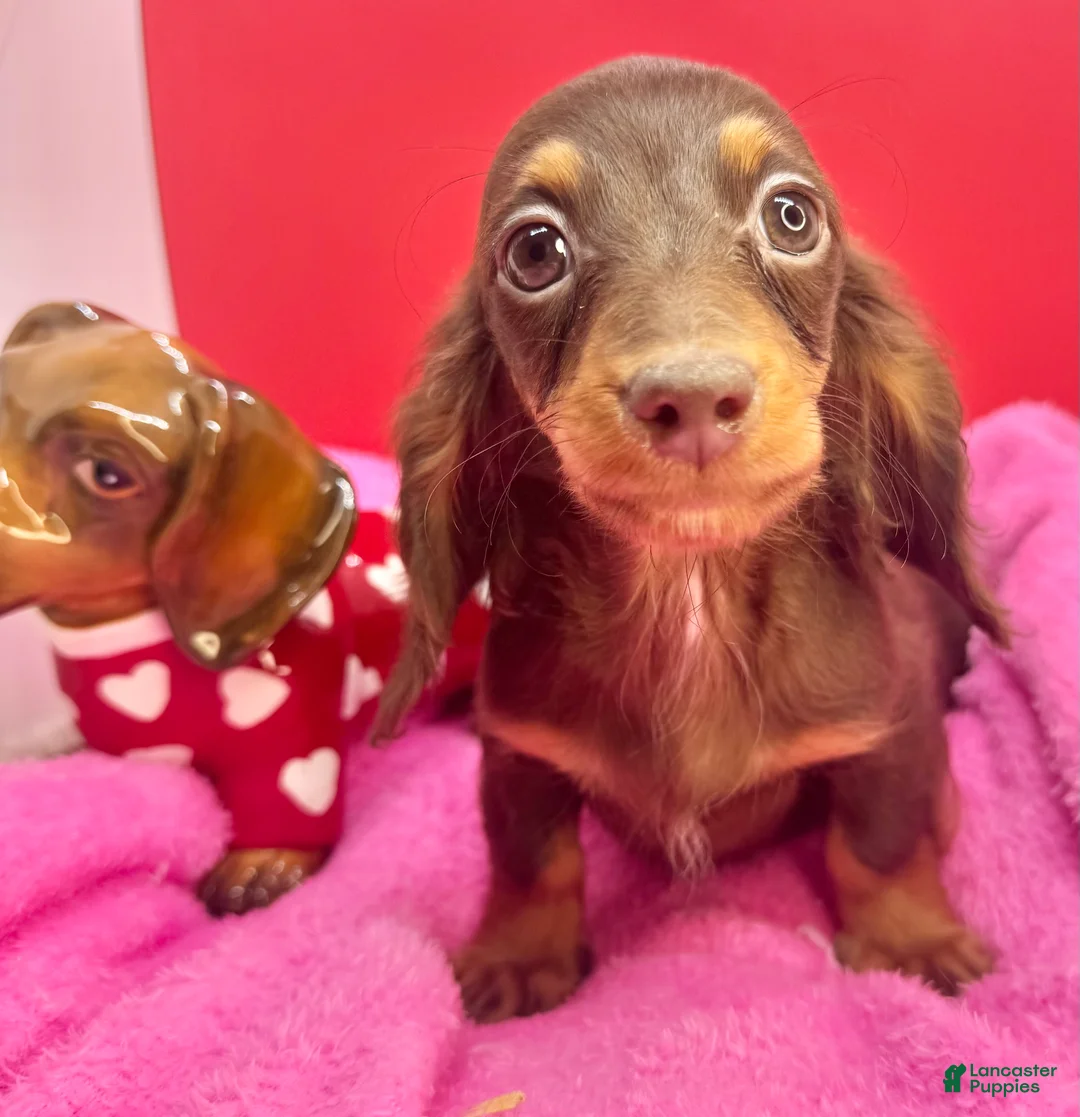 Miniature Dachshund dogs for sale: Ready Xmas eve - Ad 1