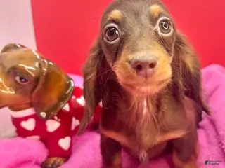 Miniature Dachshund dogs Ready Xmas eve - Ad 4