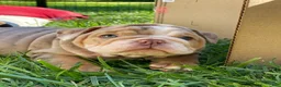 English Bulldog dogs for sale: ERNEST - Ad 5