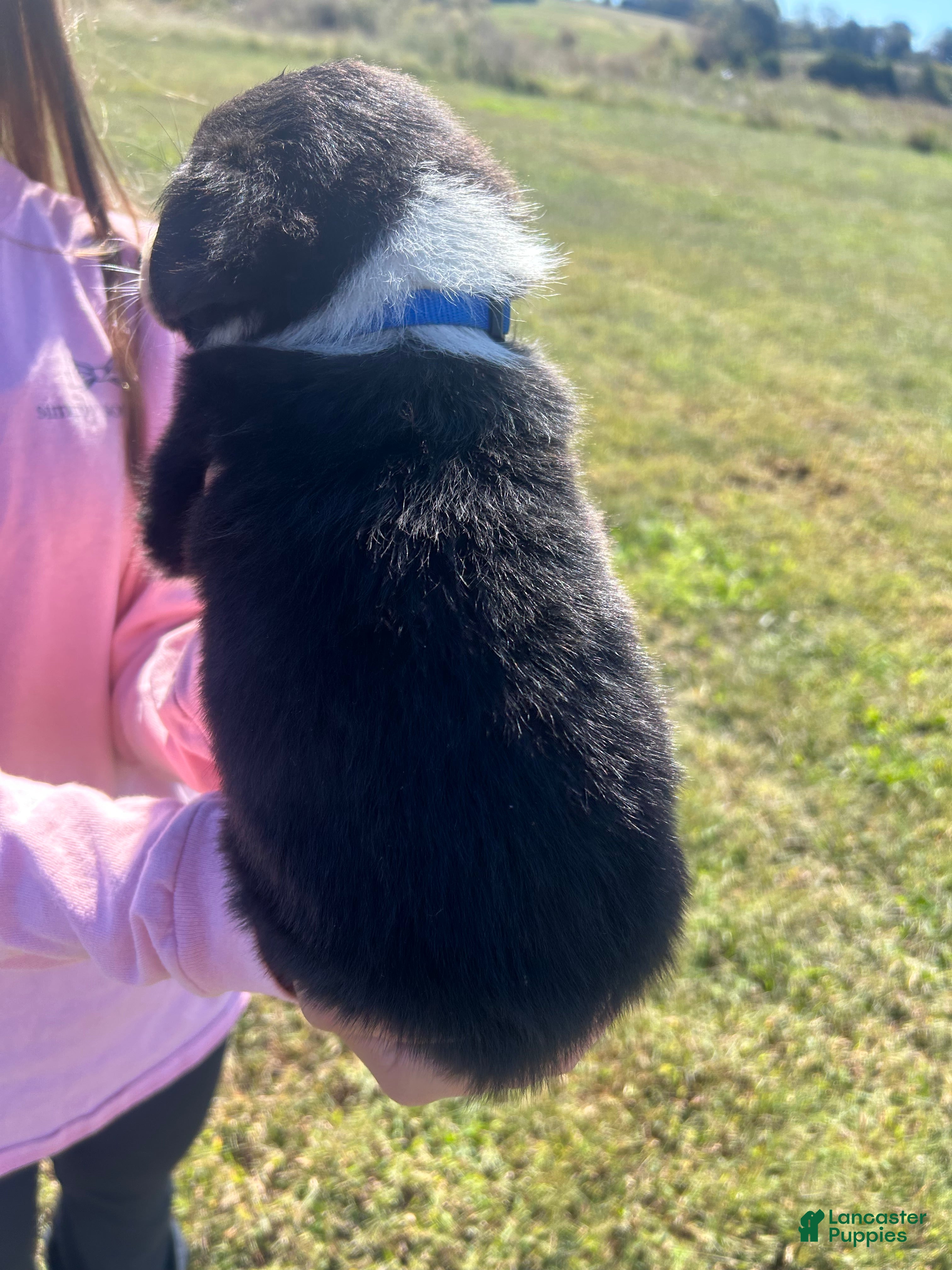 Border Collie dogs Border Collie Puppy 3 - Ad 2