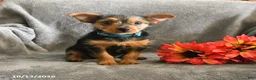 Chorkie dogs for sale: Phoenix - Ad 4